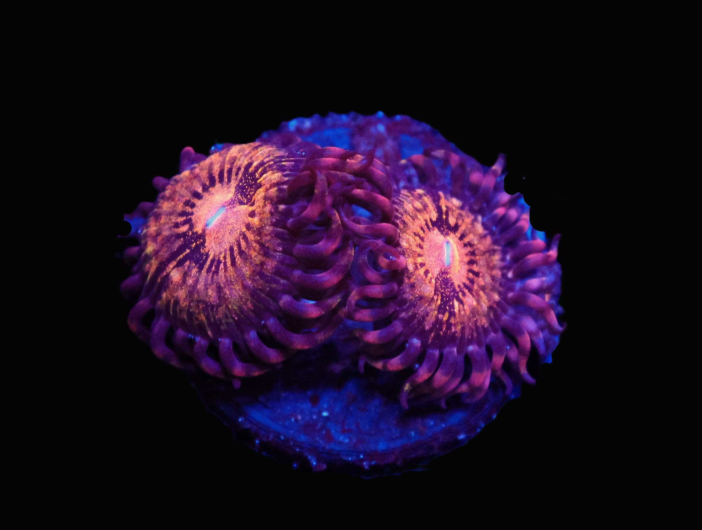 SDC Polyp Pandora Zoa Cult