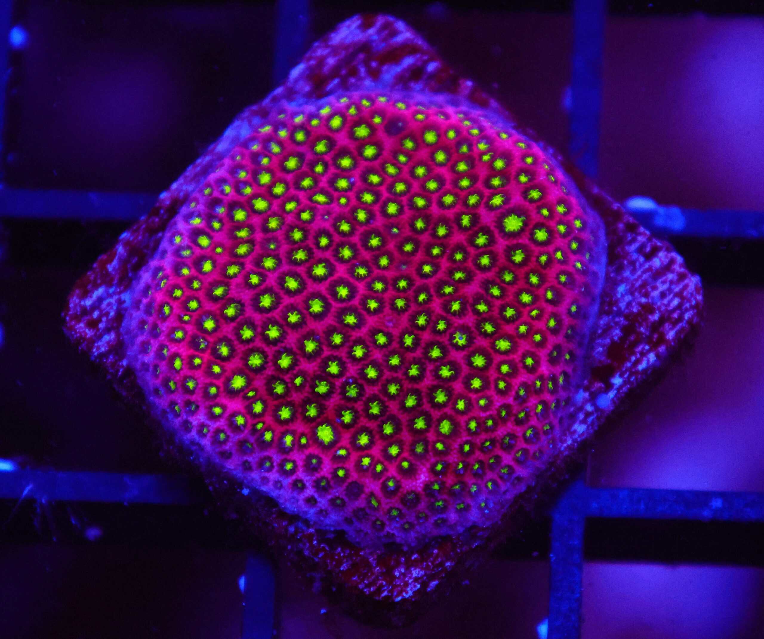 SDC Electric Daisy Stylocoeniella; Cultured - Stylocoeniella sp.