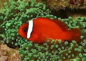 Tomato Clown - Amphiprion frenatus