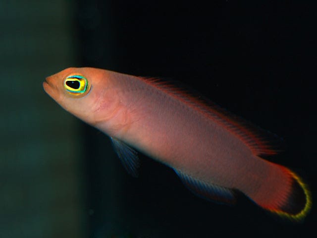 Pseudo: Red Head chromis