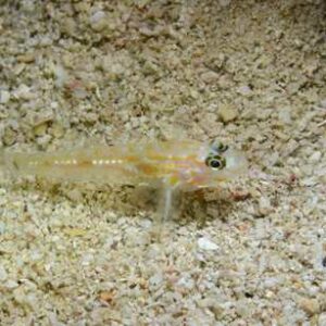 Goby: Assorted; ATL