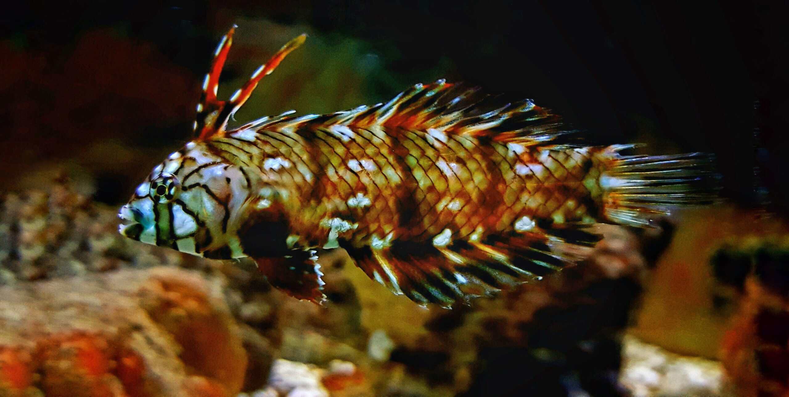 Dragon Wrasse; Juv - Novaculichthys taeniourus