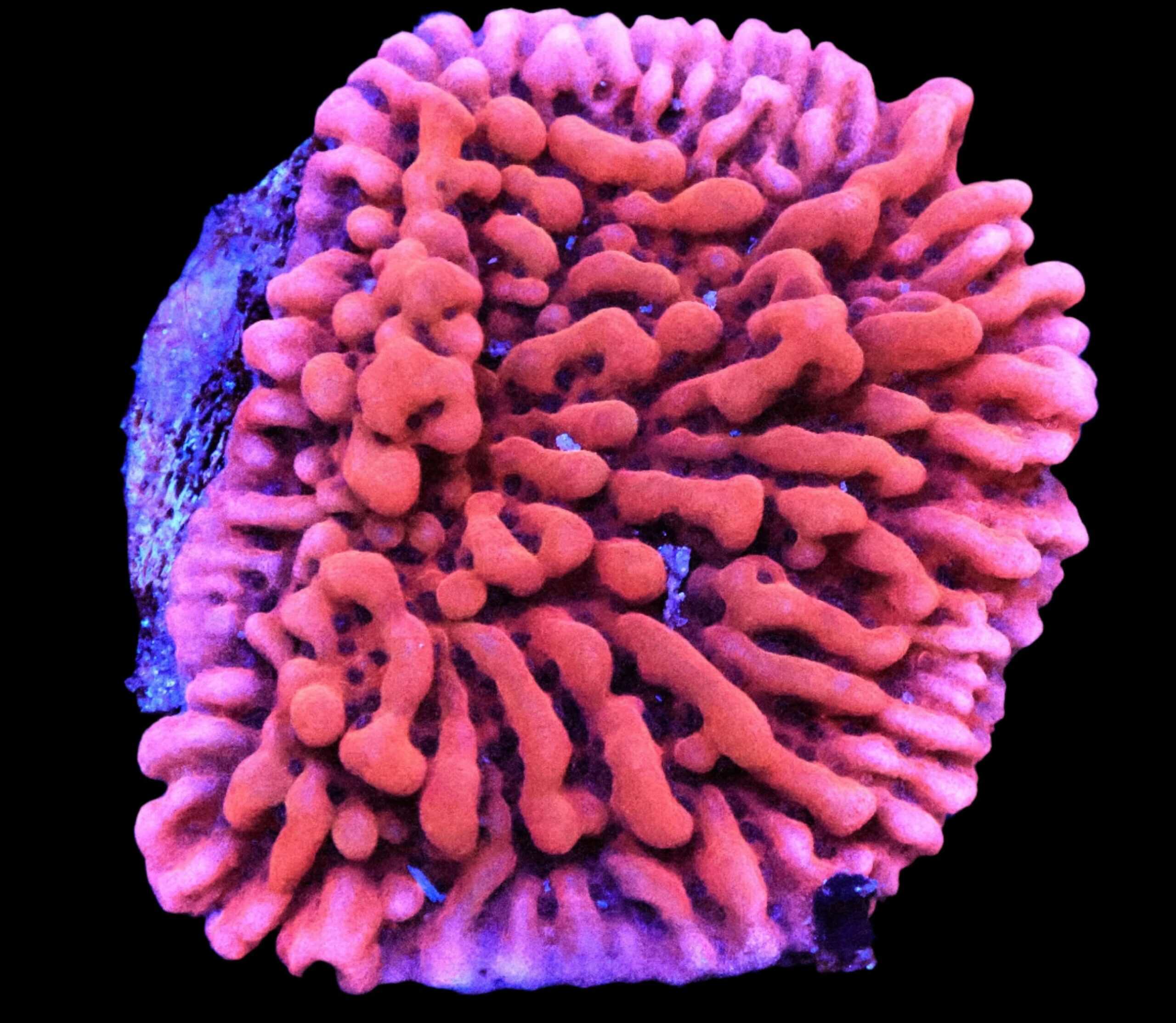 SDC Fairy Tale Montipora; Cultured - Montipora sp.