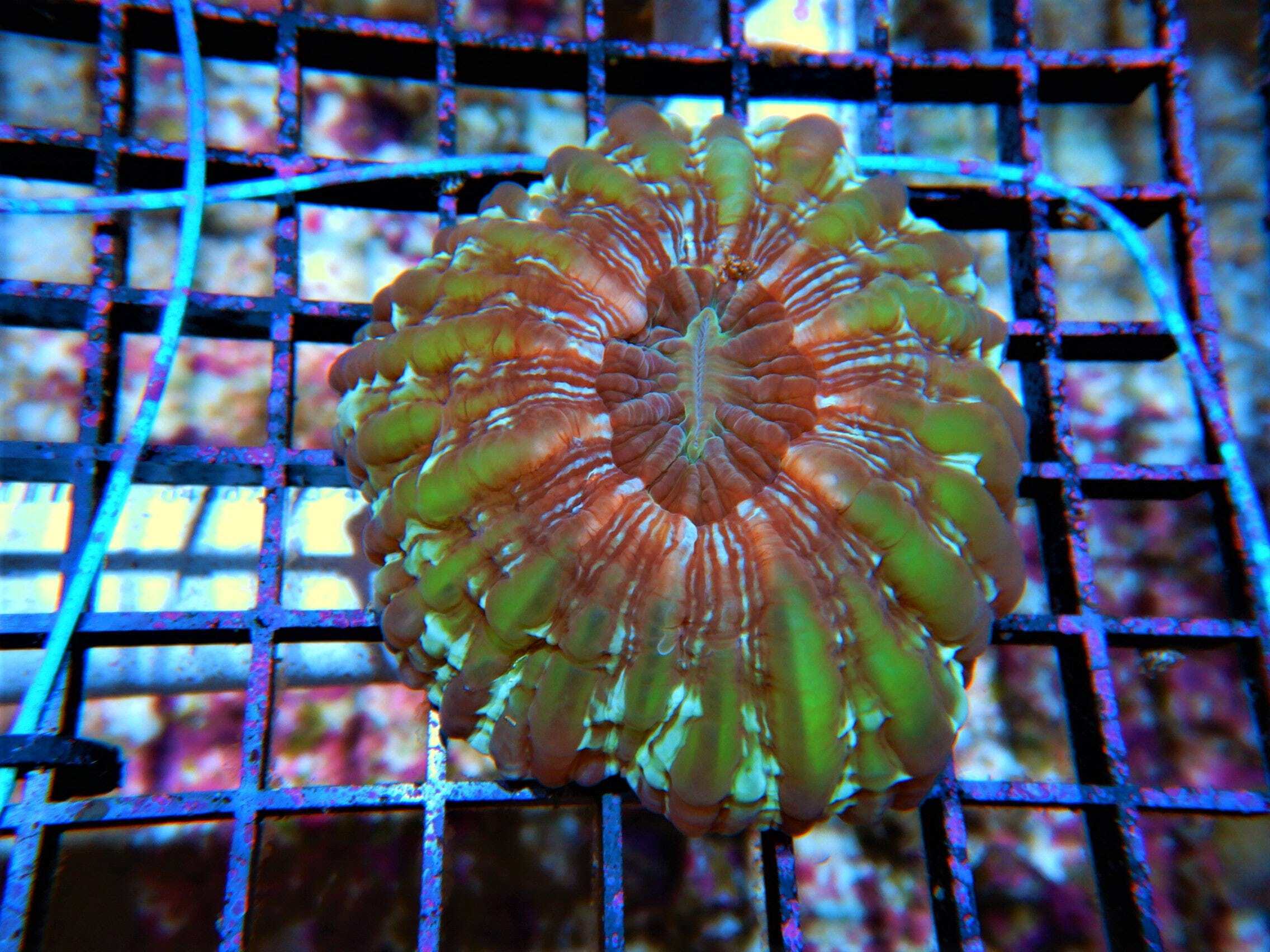 LPS: Cynarina Coral; Color Super Au