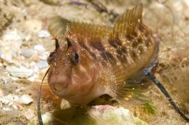 Blenny: Horned; Atl.