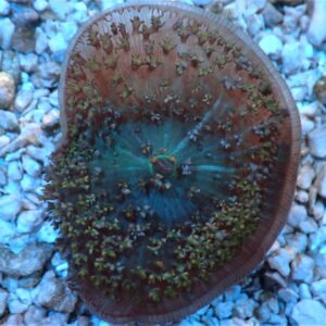 Mushroom: St Thomas; (1 plyp)