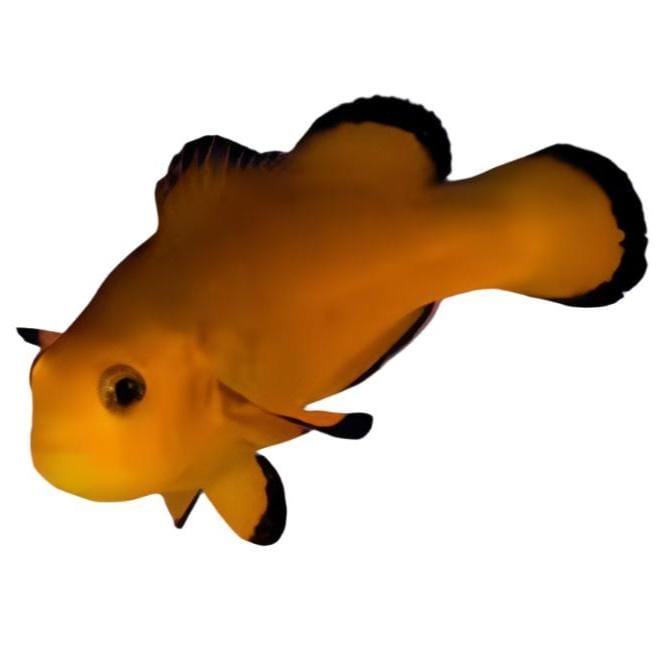 Clown: Ocellaris; Naked; C.B..