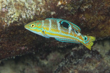 Pudding Wife Wrasse; Atl - Halichoeres sp.