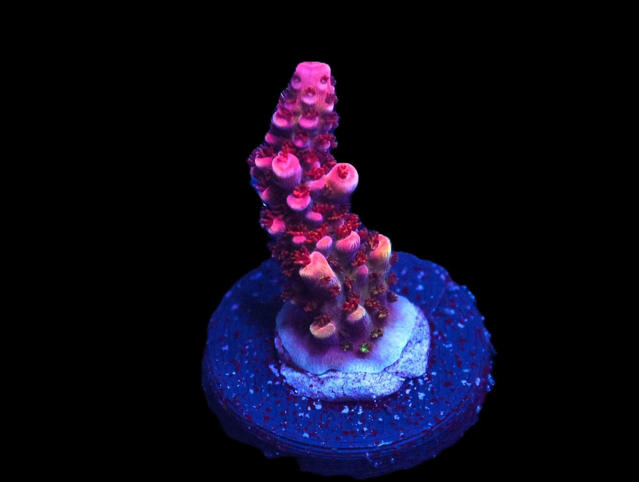 SDC Rainbow Rommels Acropora; Cultured - Acropora sp