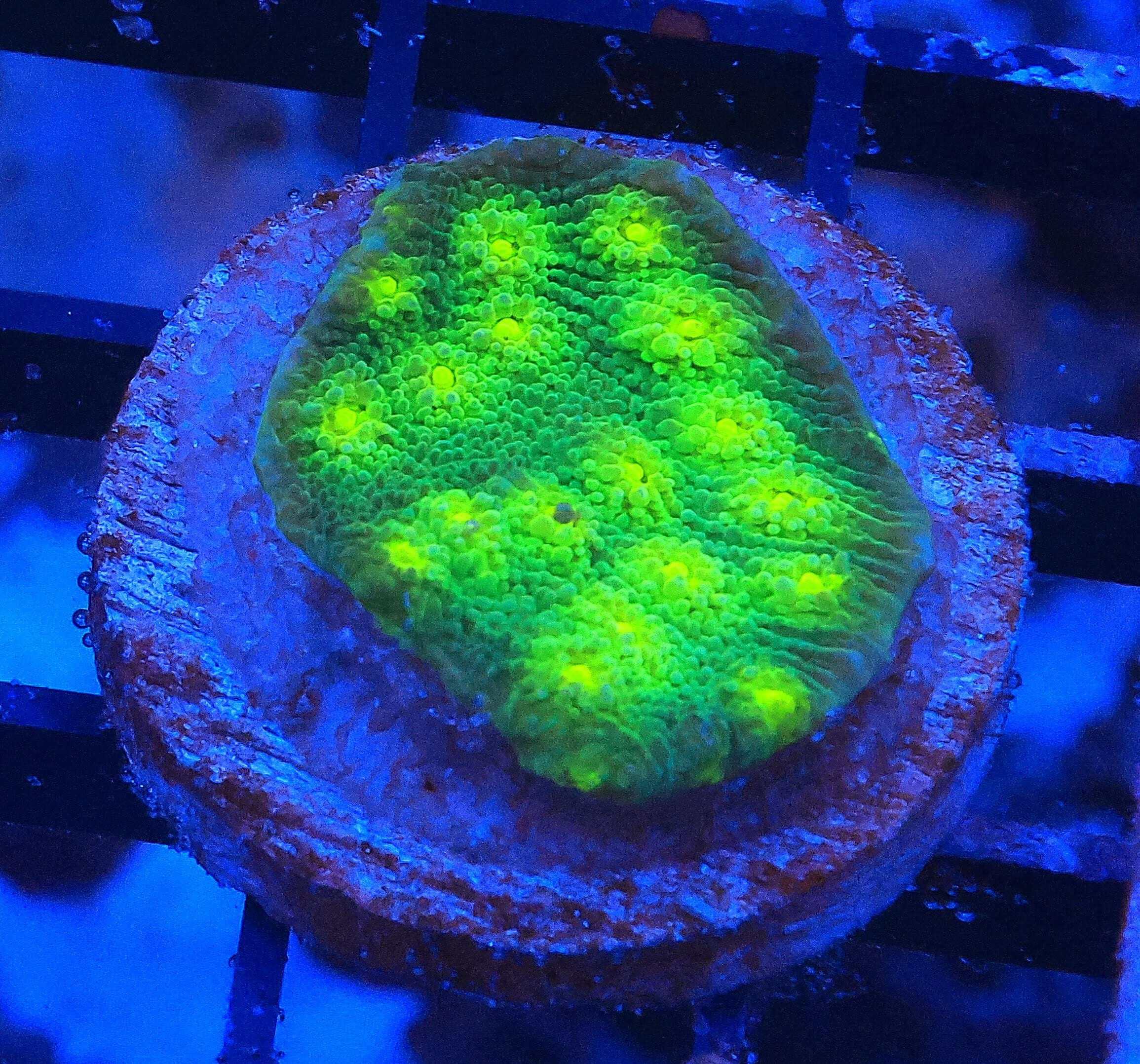 SDC Hollywood Stunner Chalice; Cultured - Echinophyllia sp.