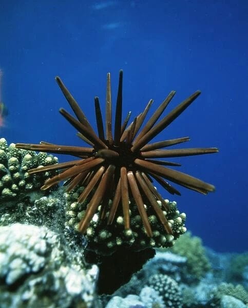 Slate Urchin - Heterocentrotus mammilatus