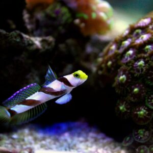 Goby: Yellow Rose (Antenna)