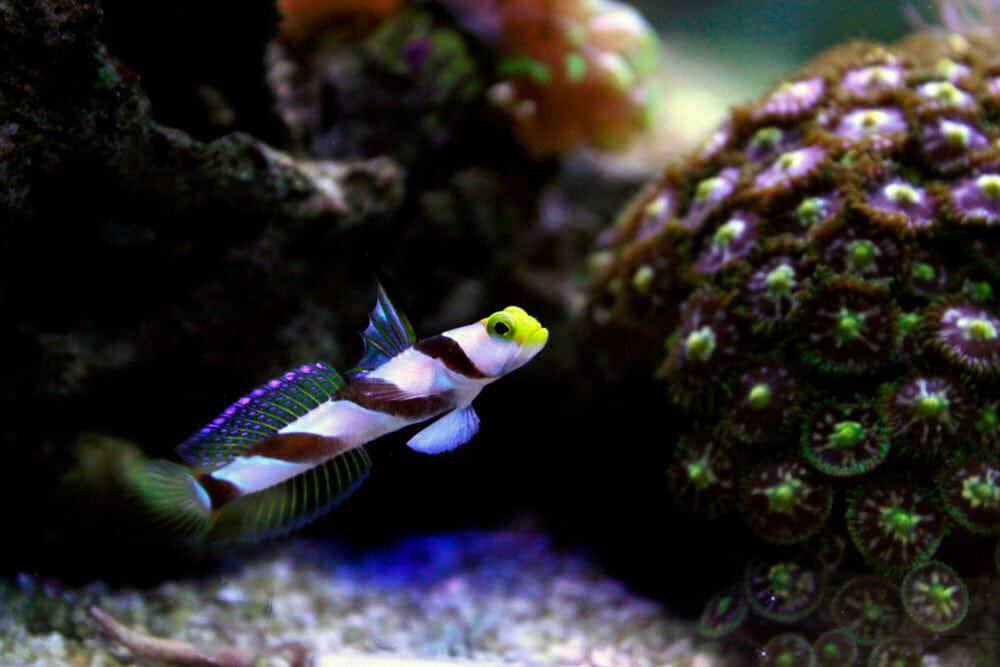 Goby: Yellow Rose (Antenna)