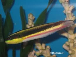 Rock Wrasse; Mexico - Thalassoma amblycephalum
