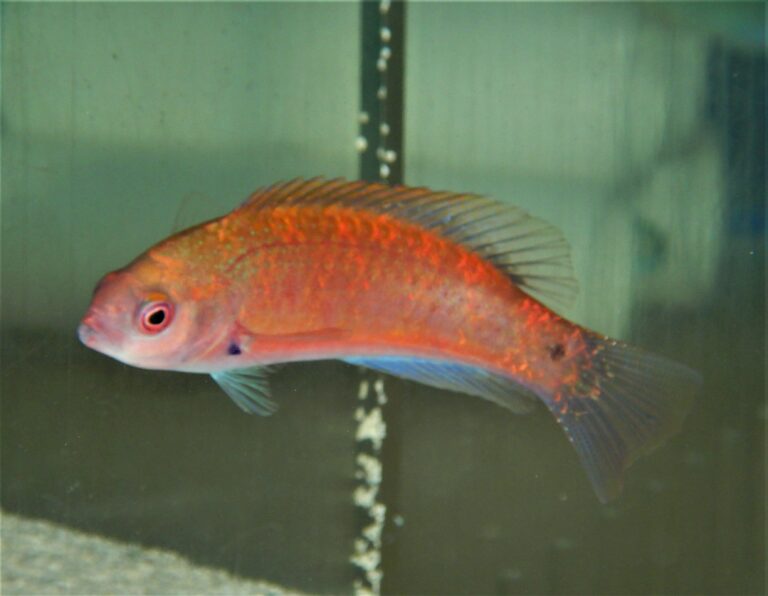 Wrasse: Purple Velvet Wrs; Fem; Mar.