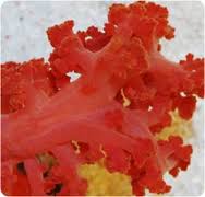 Red / Orange Silk Coral - Scleronephthya sp. w/ Scleractinia