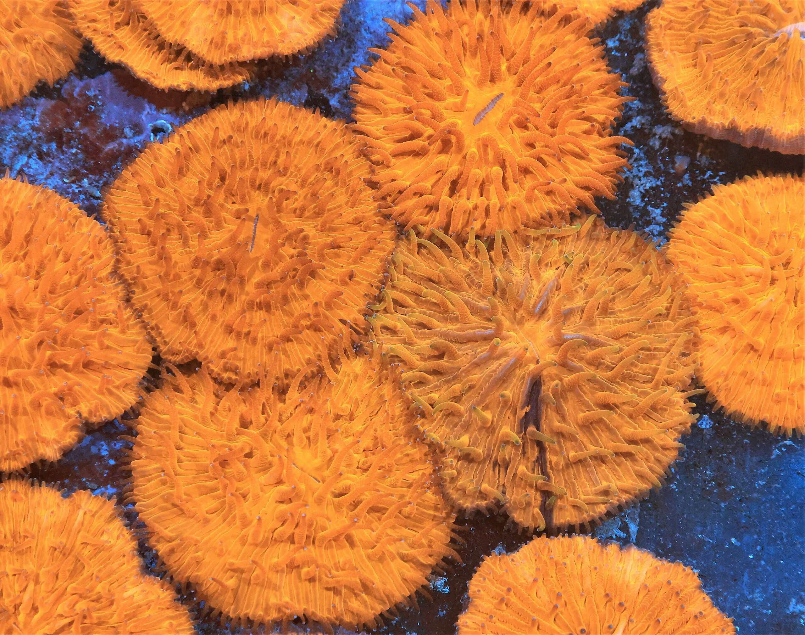 Fungia Coral; Orange; Metallic; Aust - Fungia sp