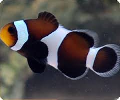 Ocellaris Clown; Black & White; Captive Bred. - Amphipron ocellaris