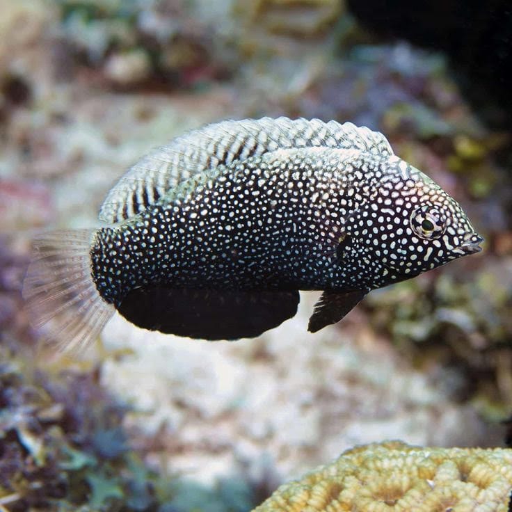 Black Leopard Wrasse - Macropharyngodon negrosensi
