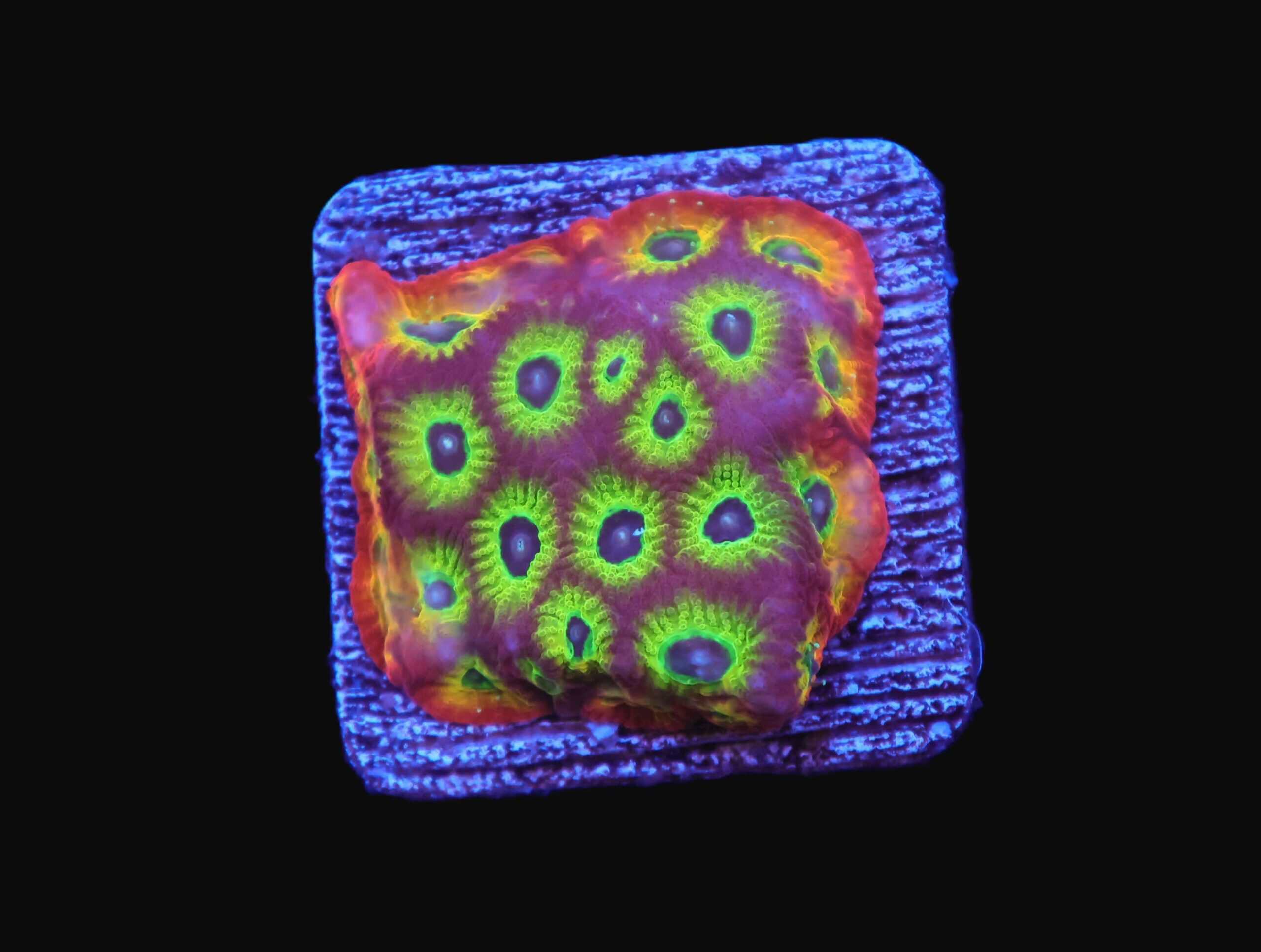 SDC Sector 001 Favites Brain; Cultured - Favites sp.