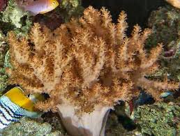 Colt Soft Coral - Cladiela humesi