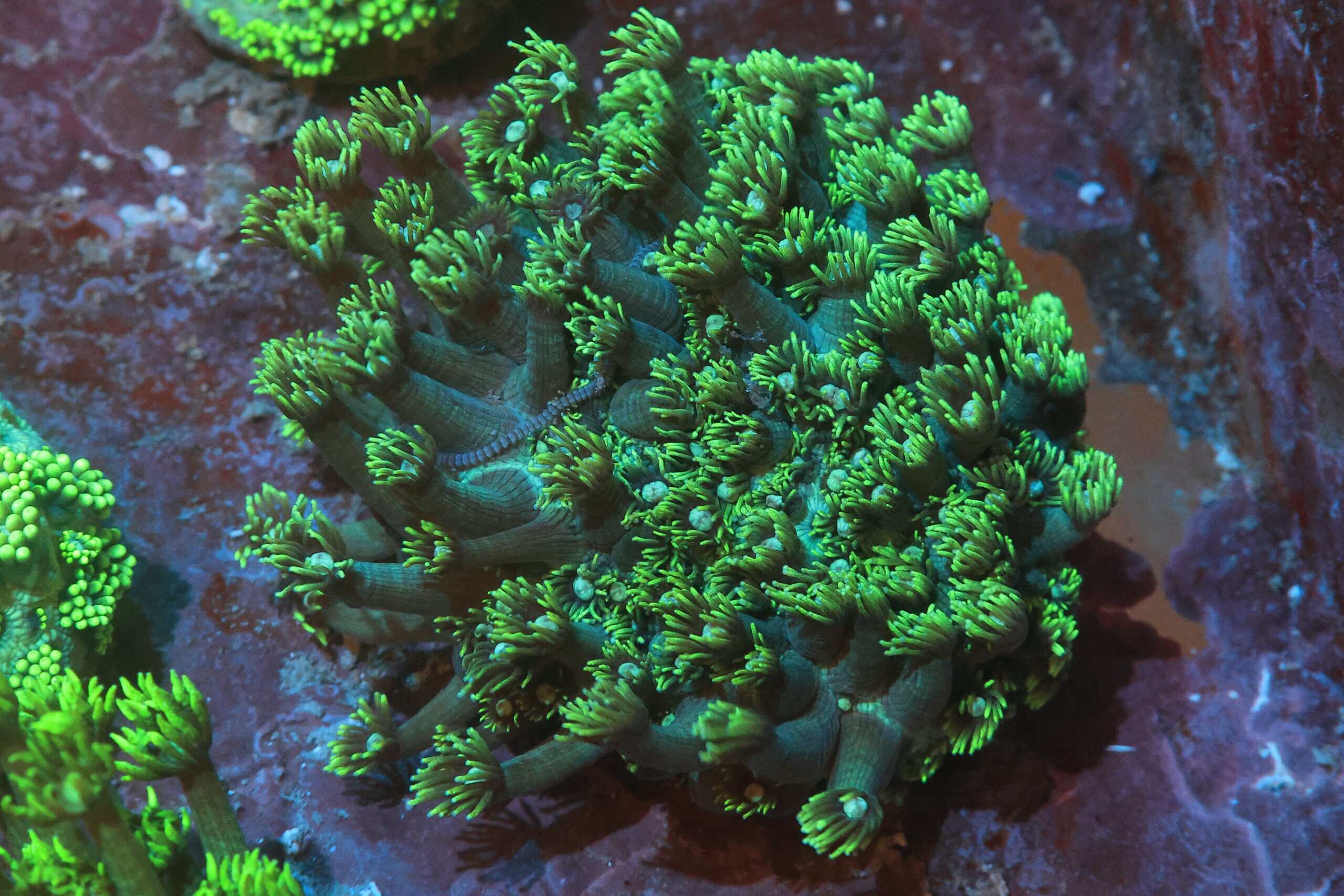Goniopora Coral; Metallic; Australia - Goniopora sp.