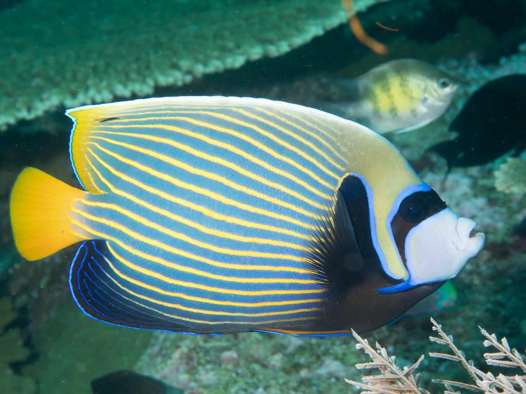 Angel: Imperator; Adult;Maldive