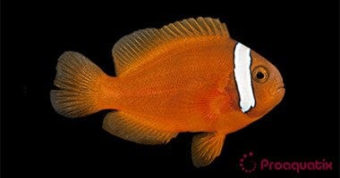 Tomato Clown; Captive Bred. - Amphiprion frenatus