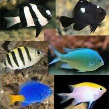 Damsel: Assorted