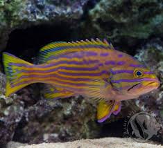 Polleni Grouper - Cephalopholis polleni