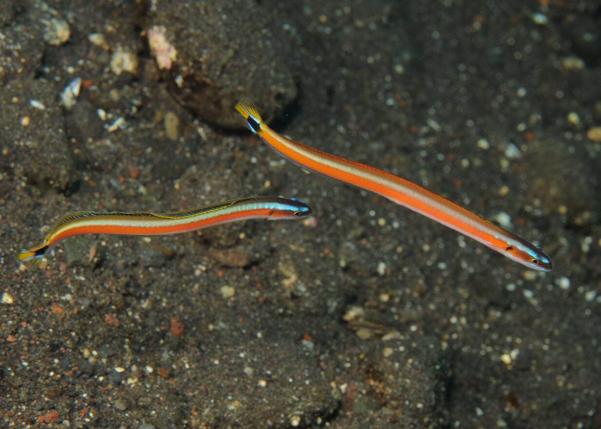 Red Striped Worm Goby - Gunnelichthys curiosus