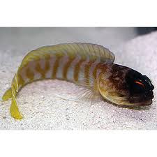 Tiger Jawfish on sandy substrate