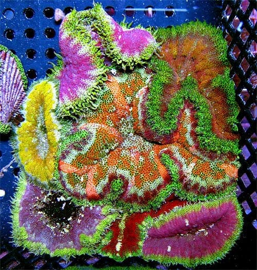 Maxi Mini Carpet Anem: Ultra - Stichodactyla tapetum