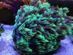 LPS: Goniopora Coral; Metallic
