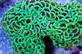 Hammer Coral; Wall; Metallic; Australia - Euphyllia ancora