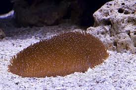 LPS: Tongue Coral