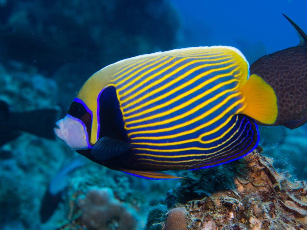 Imperator Angel; Orange Tail; Maldives - Pomacanthus imperator