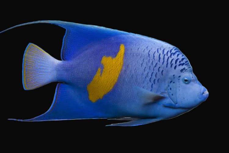 Angel: Maculosus; Red Sea