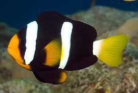 Clarks Clown; Black; Captive Bred - Amphiprion clarki