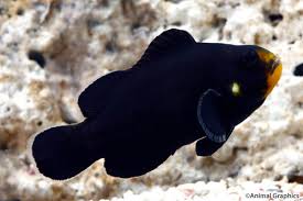 Midnight Ocellaris Clown; Captive Bred - Amphiprion ocellaris