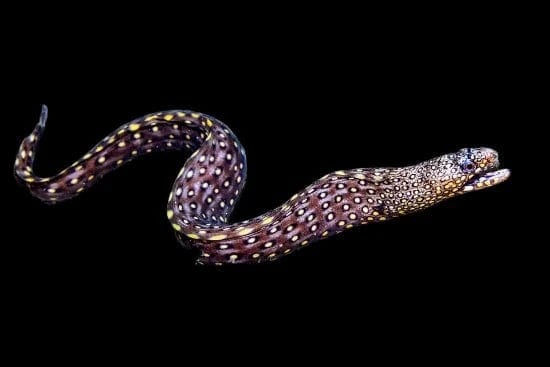 Eel: Dragon; Mex.