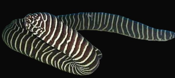 Zebra Moray - Gymnomuraena zebra