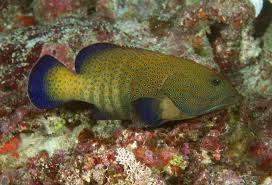 Argus Grouper - Cephalopholis argus