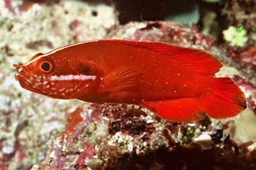 Red Soapfish - Suttonia lineata