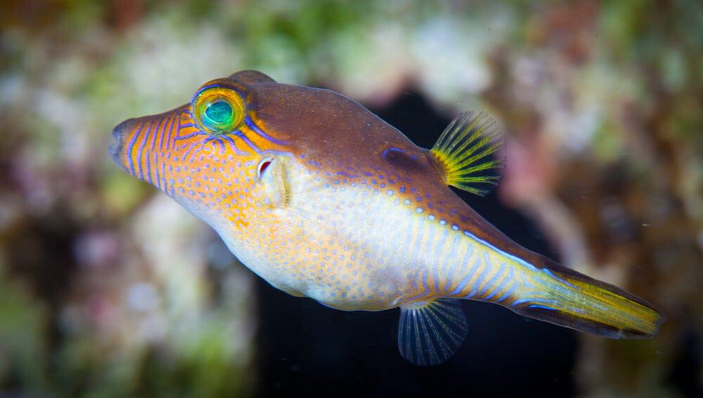 Sharpnose Puffer; Atl. - Canthigaster rostrata