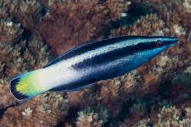 Bicolor Cleaner Wrasse - Labroides bicolor