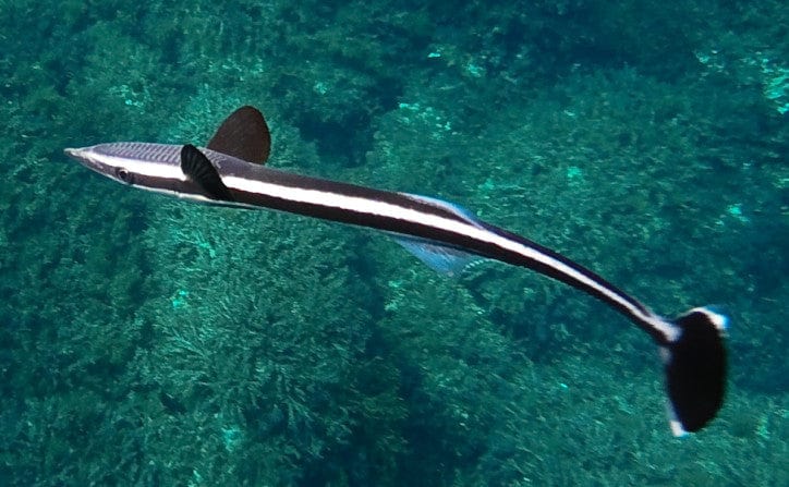 Misc. Fish: Remora Shark Sucker - Echeneis naucrates
