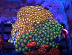 X140 - INDO COMBO ZOA ROCK