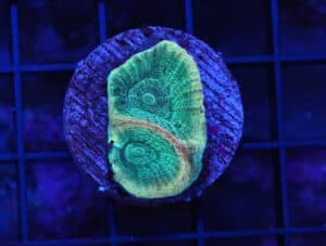 X38 - AUSSIE REVERSE PRISM FAVIA CULTURED