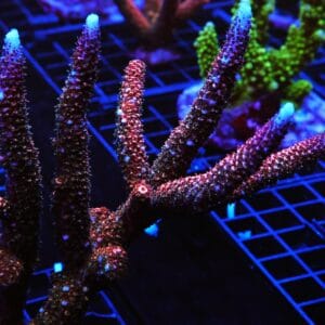 E25 - INDO ACRO RAINBOW STAG CULTURED
